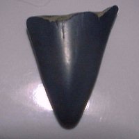 Pliocene shark teeth